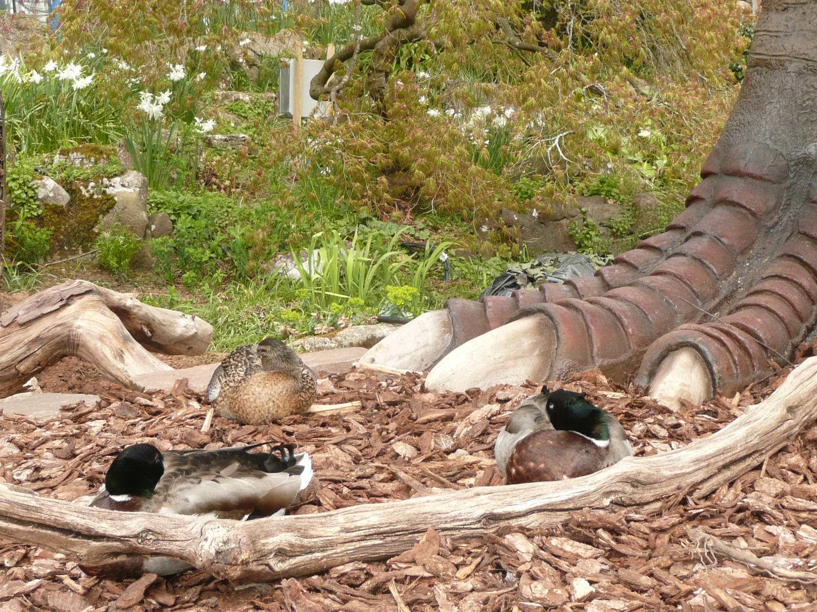 We are not afraid of T Rex