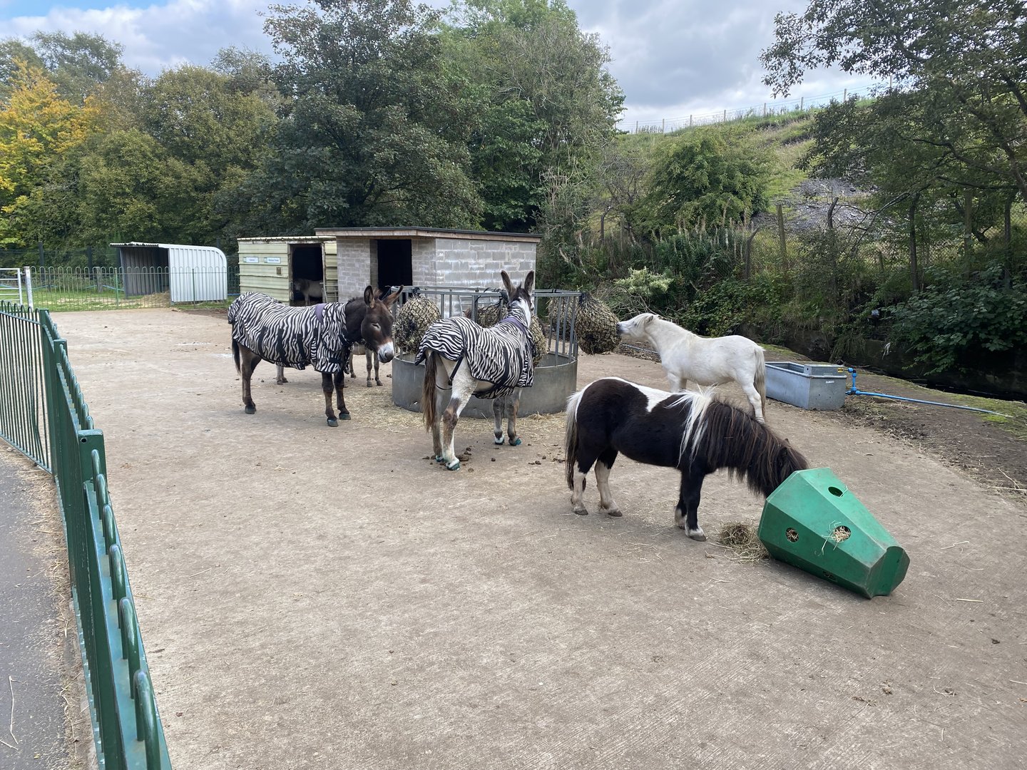 We are zebras really!! 200922