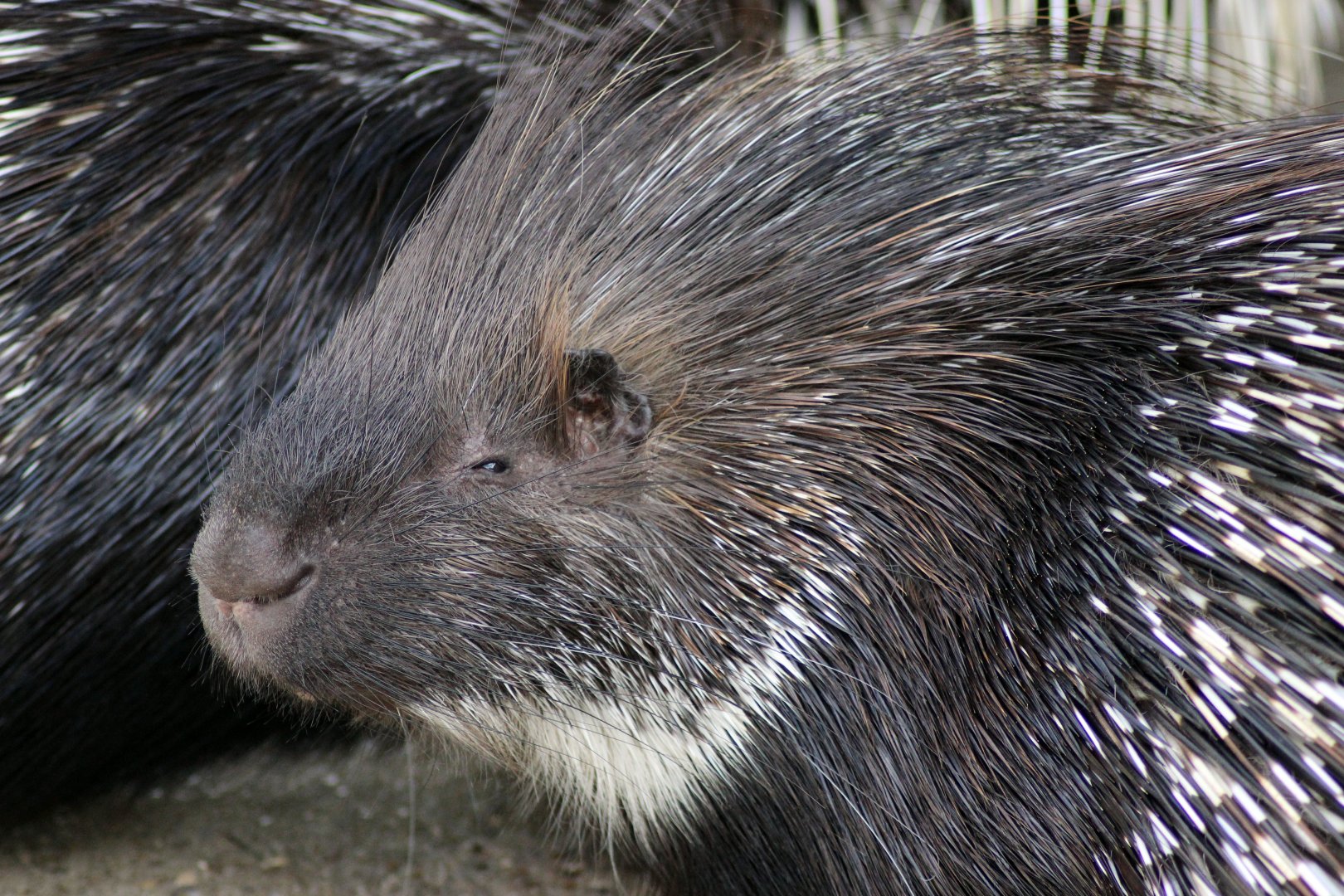 We asked 100 contestants to name a word beginning with Pork. Cupine ..... If you know you know