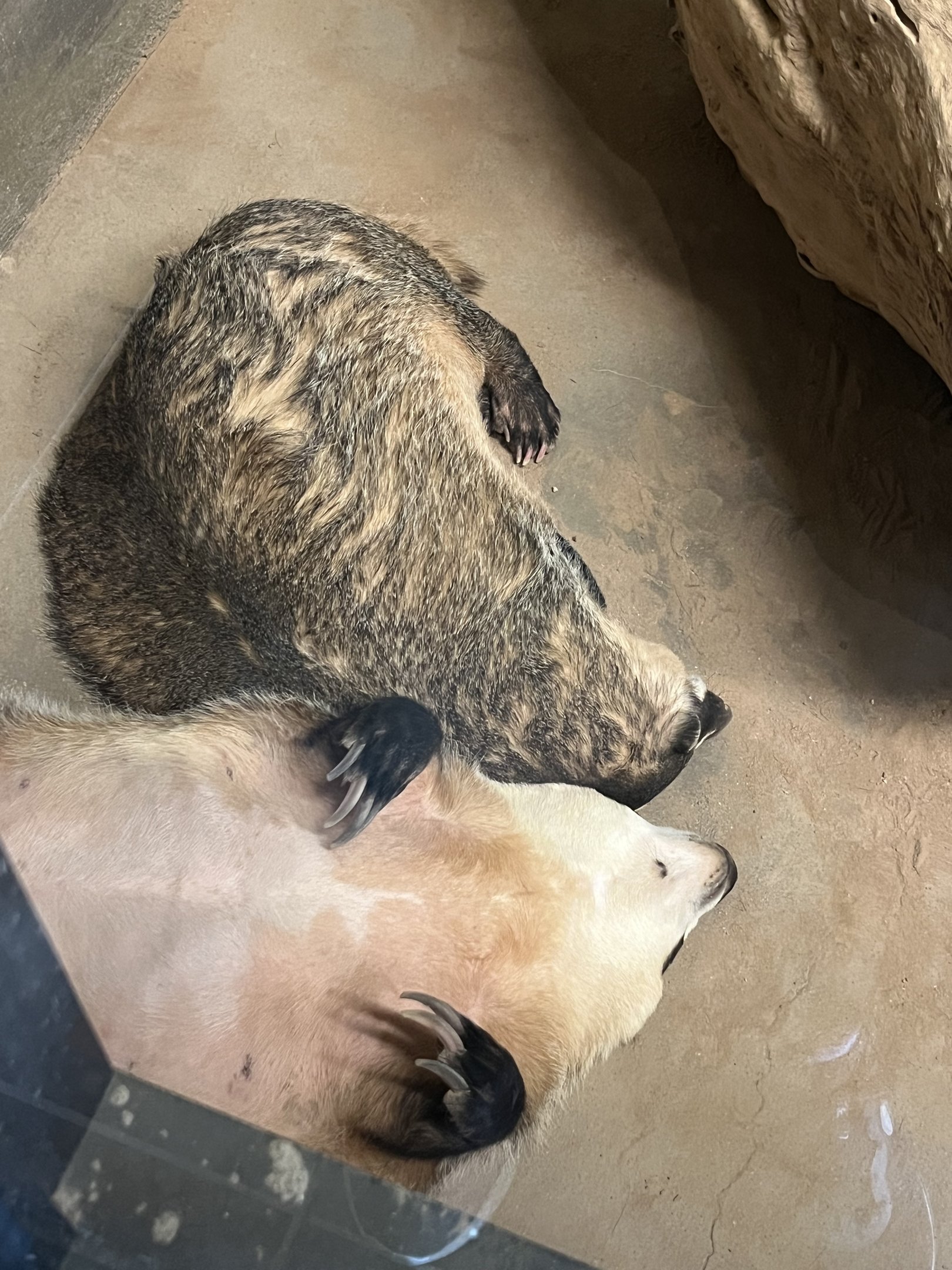 We don’t need no stinking badgers!