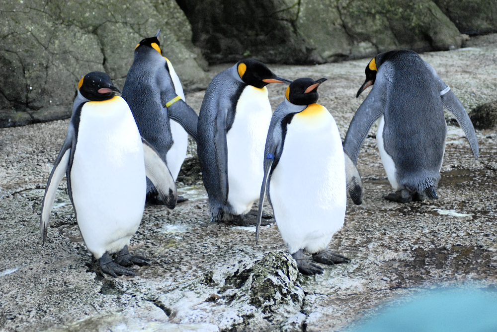 We Five Kings - Birdland 2025