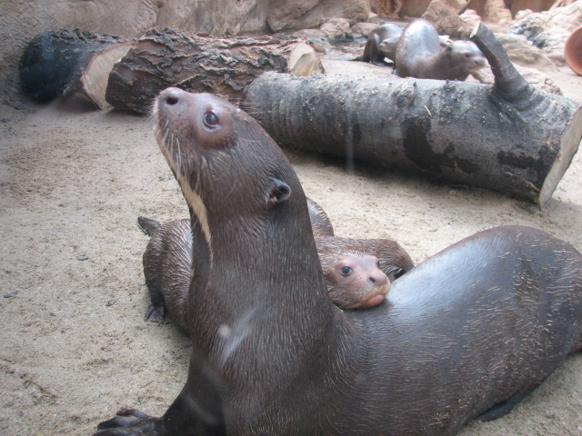 We love our mom! (Giant otters)