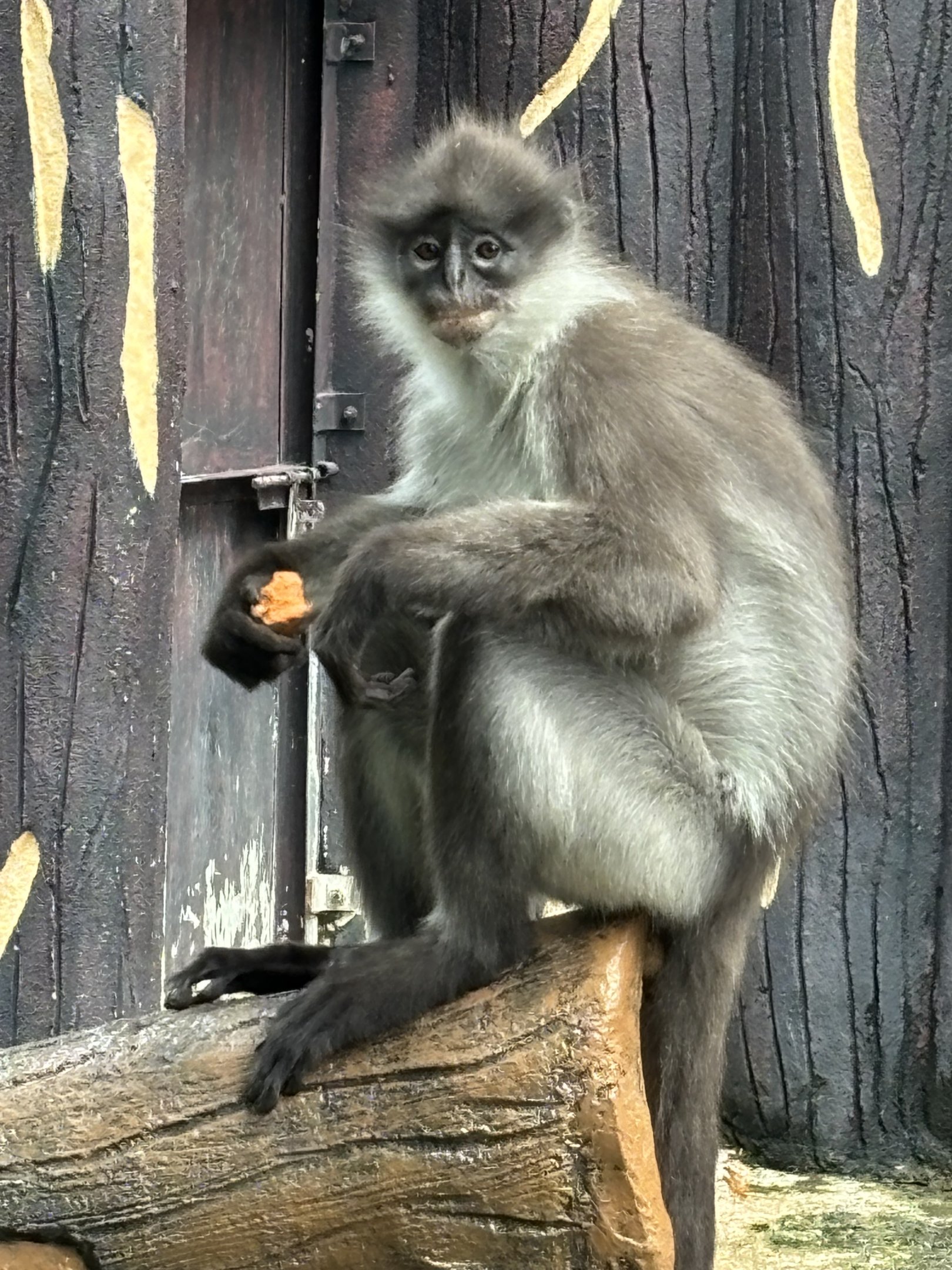 We saw a dozen wild White-thighed Surilis. In zero zoos on the planet