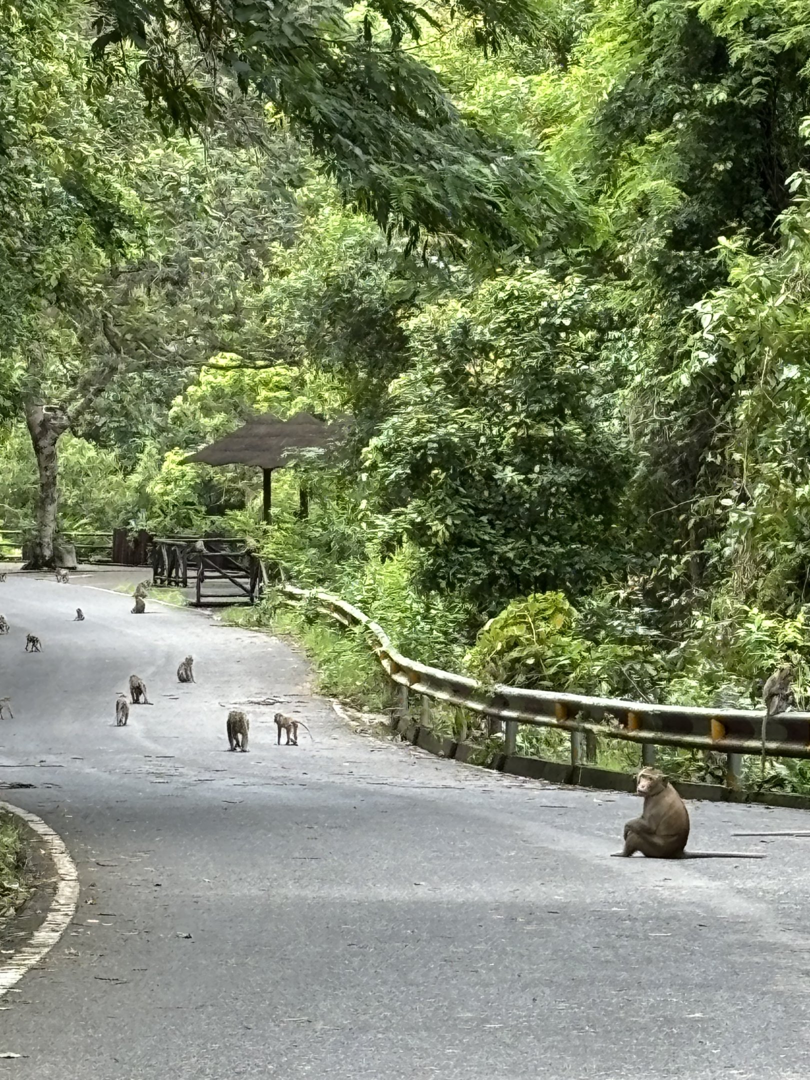 We saw hundreds of wild Long-tailed Macaques