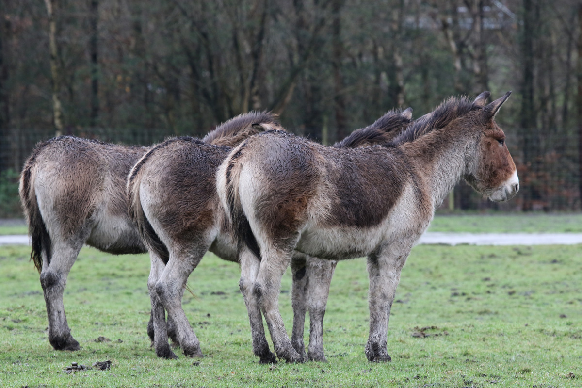We Three Kiangs of Knowsley Are.. 23rd December 2020