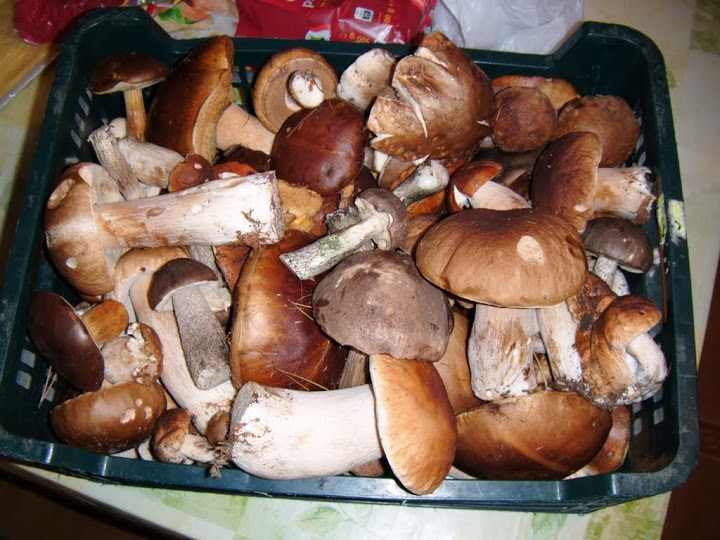 Wealth of Polish forests :)