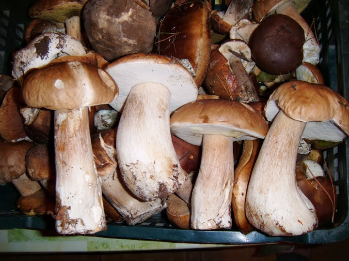 Wealth of Polish forests :)