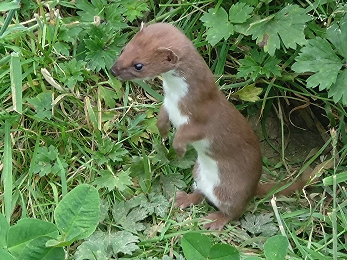 Weasel 22/6/24