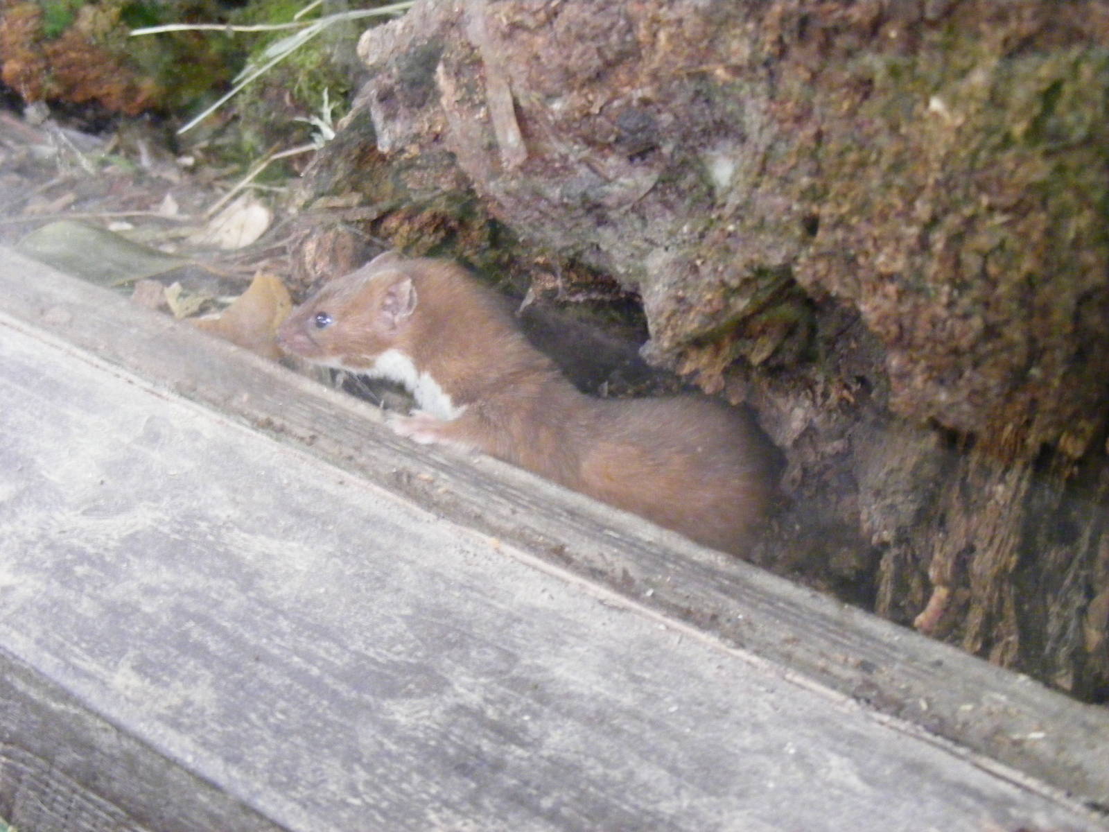 Weasel at British Wildlife Centre, 29 May 2010