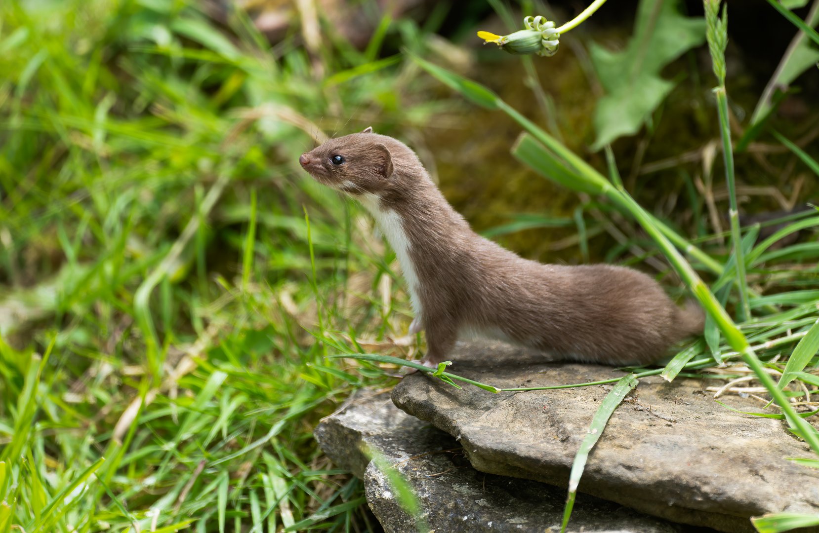 Weasel, British wildlife centre, UK