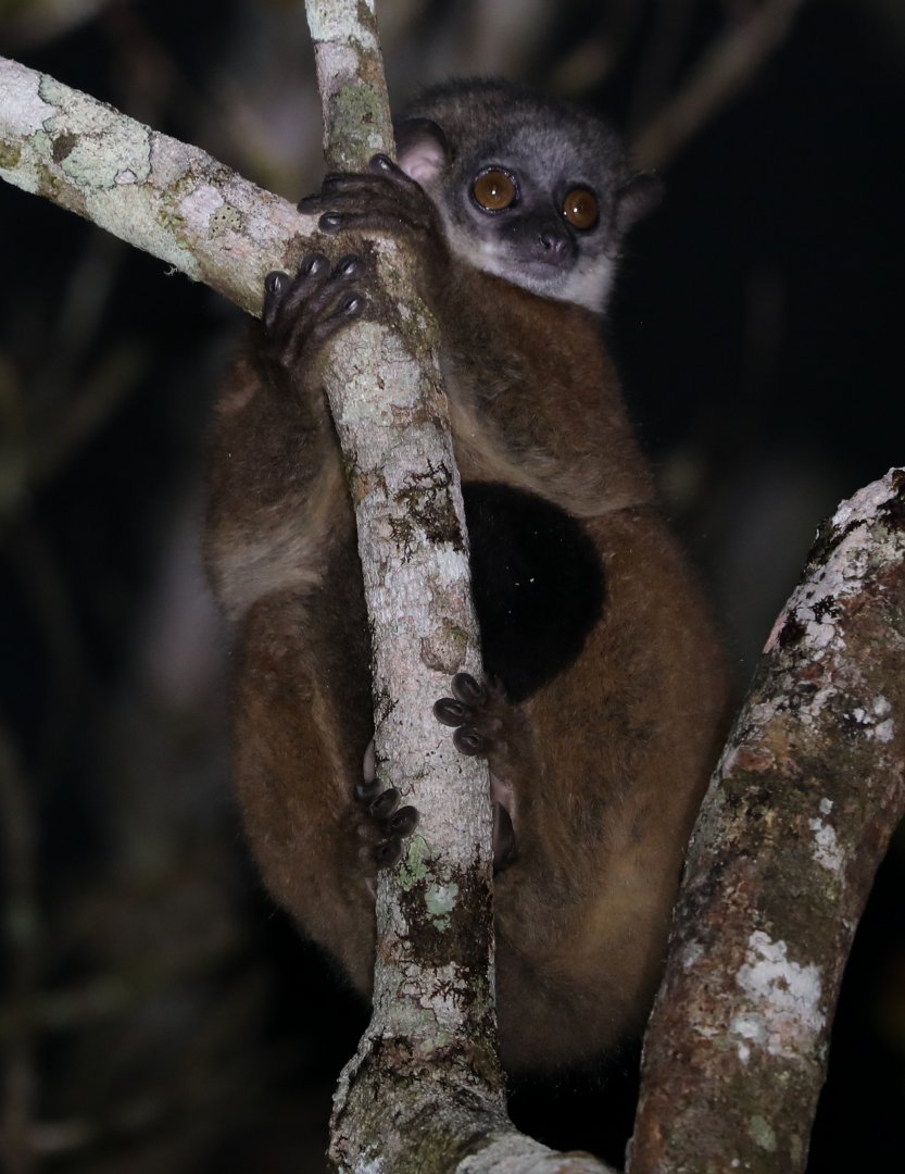 weasel sportive lemur (Lepilemur mustelinus)