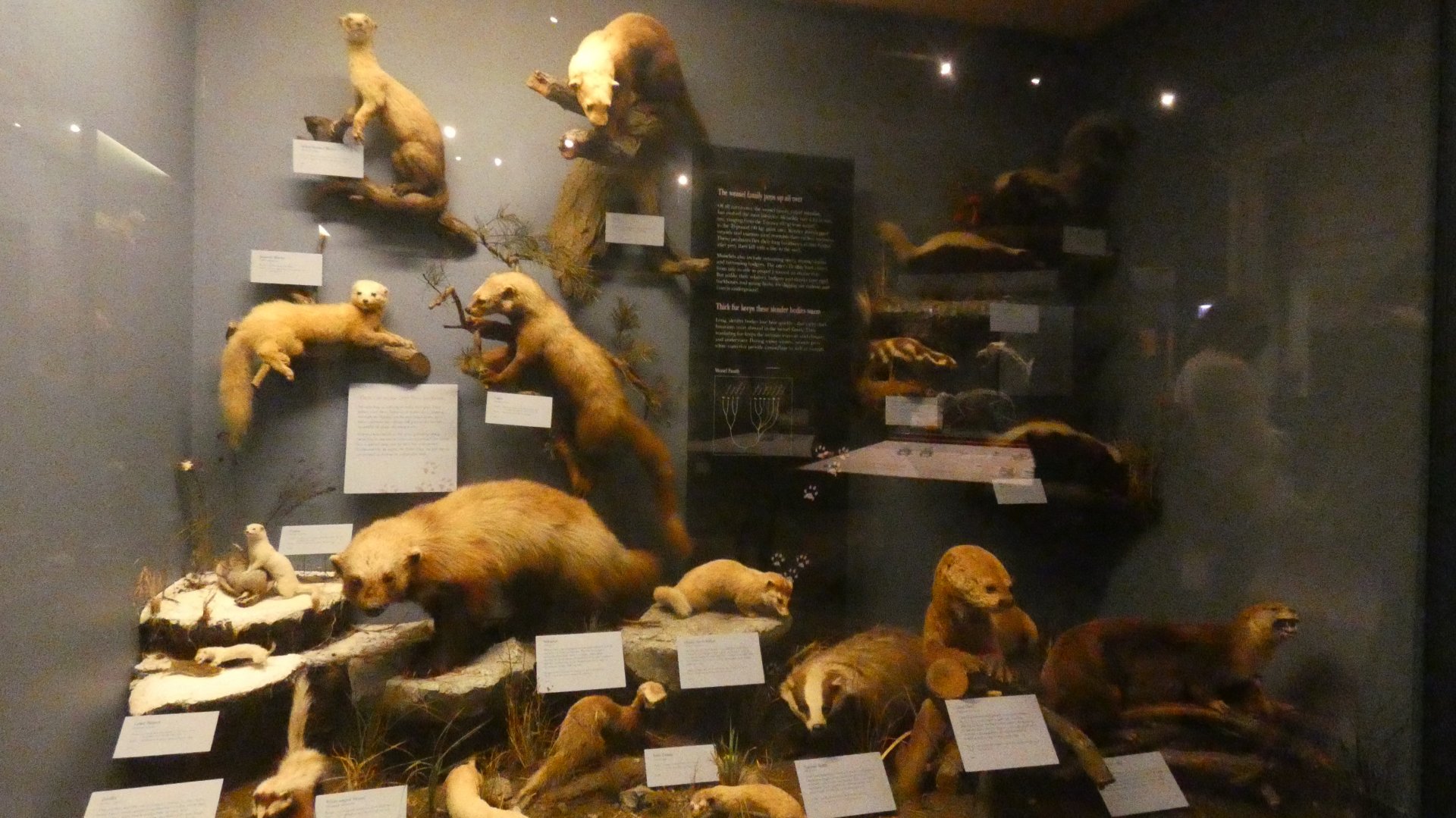 Weasels, Animal Groups - Feb. 2022