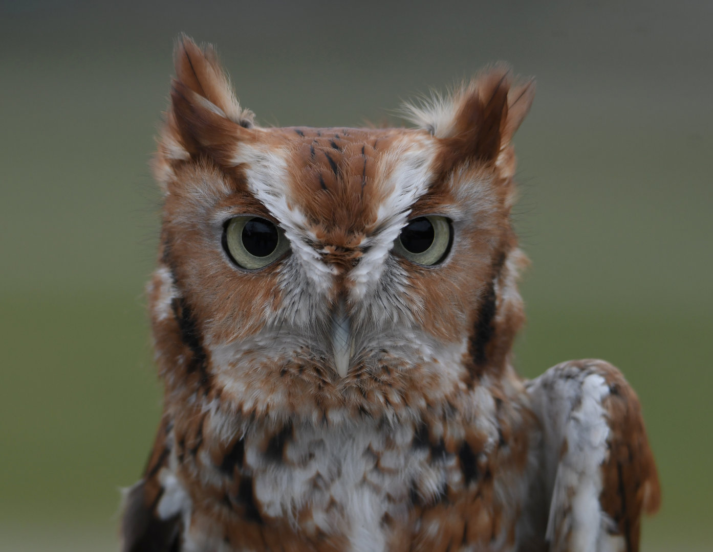 Weasley - Eastern screech owl