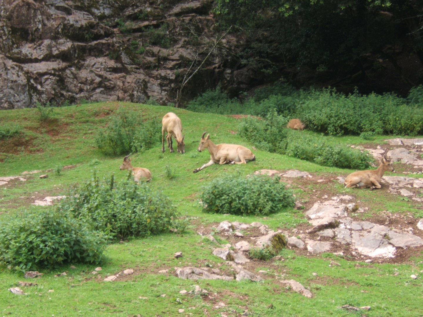 Weat Caucasian Tur 30/07/2017