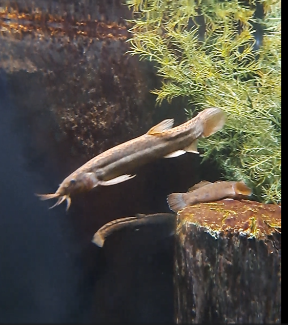 weatherfish and round goby