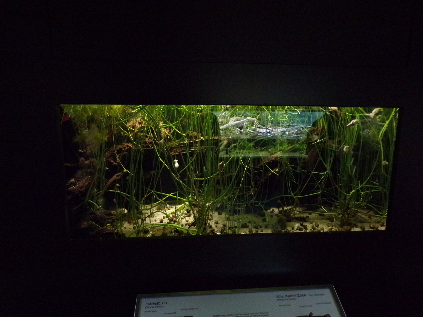 Weatherfish and wart newt tank 9.7.25