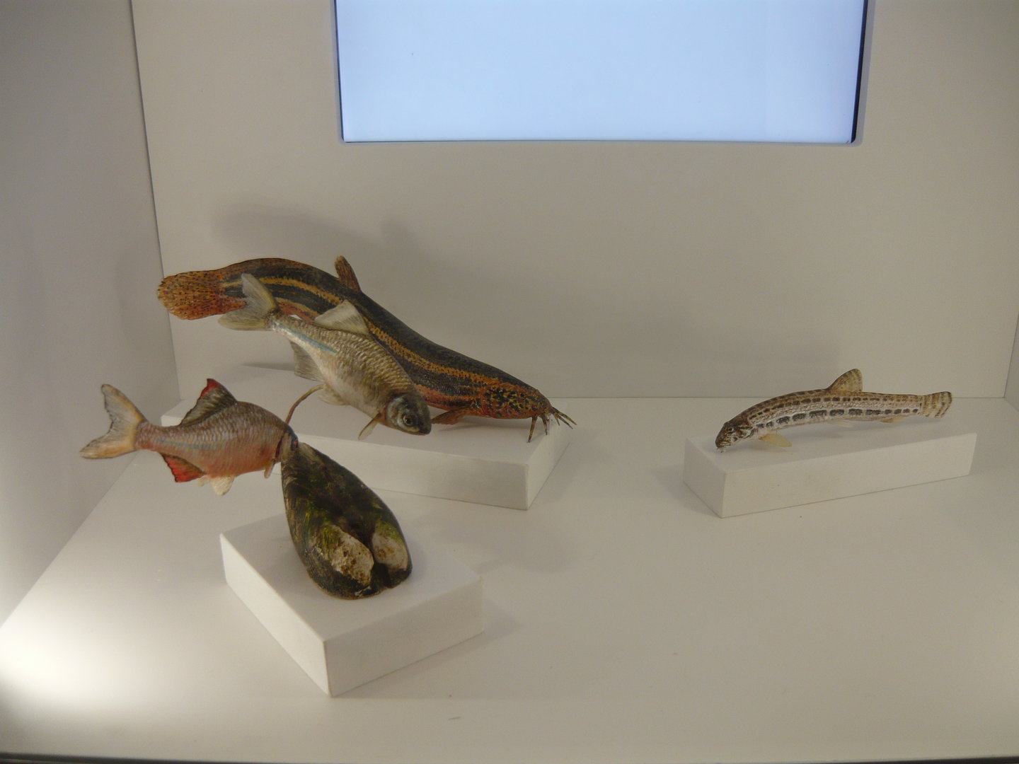 Weatherfish, spined loach and bitterlings