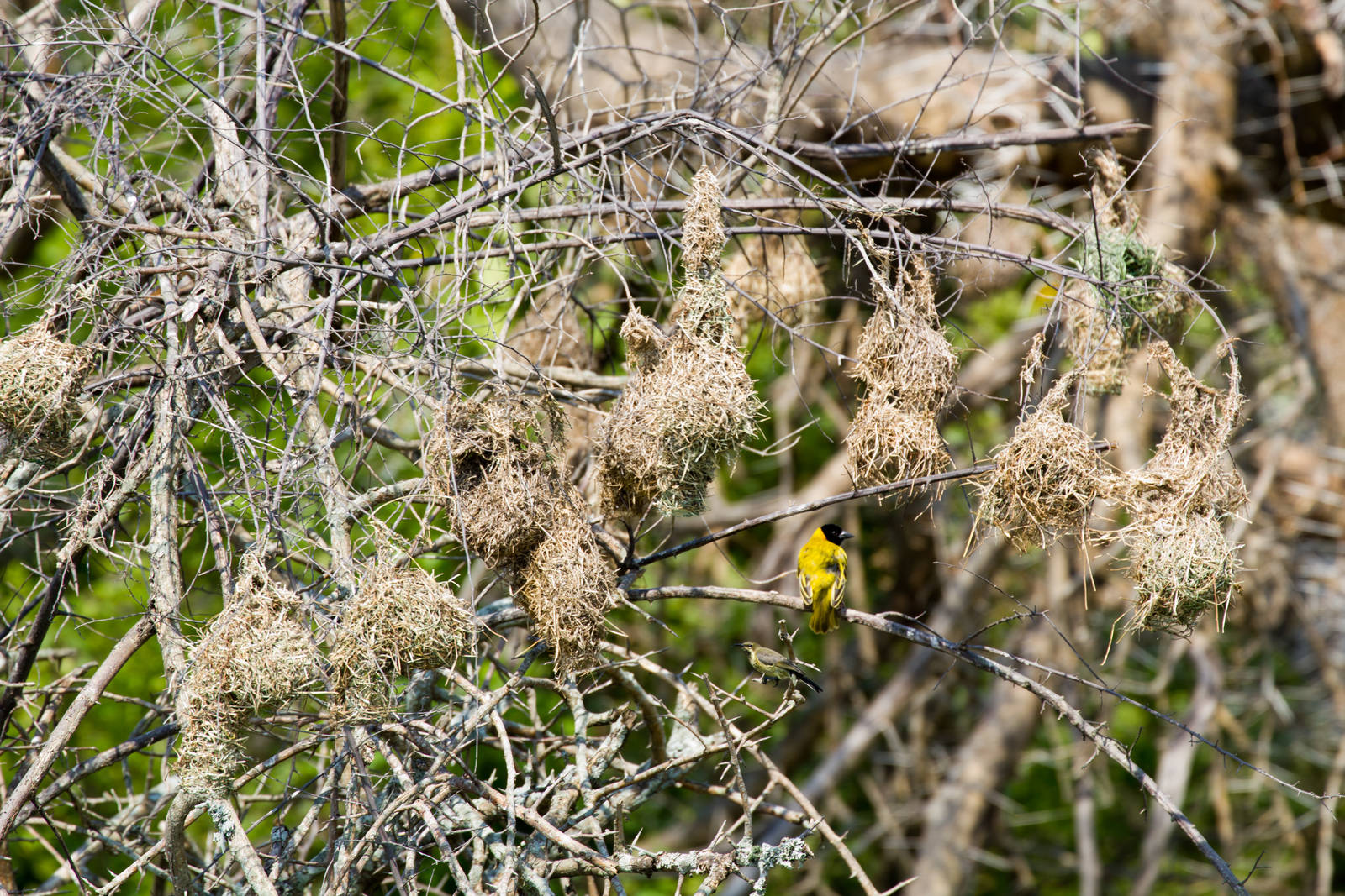 Weaver and nests