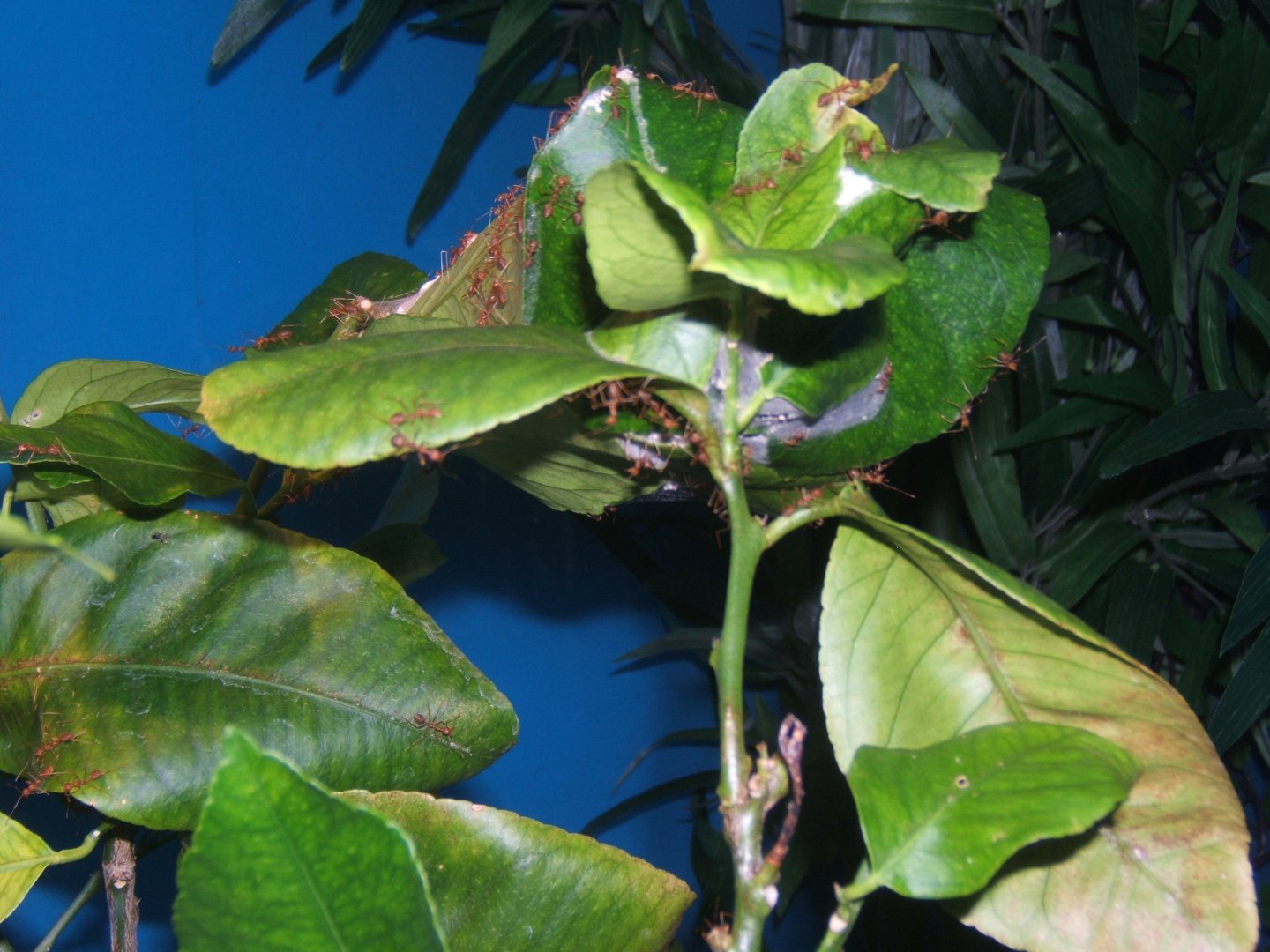 Weaver Ant (Oecophylla smaragdina)