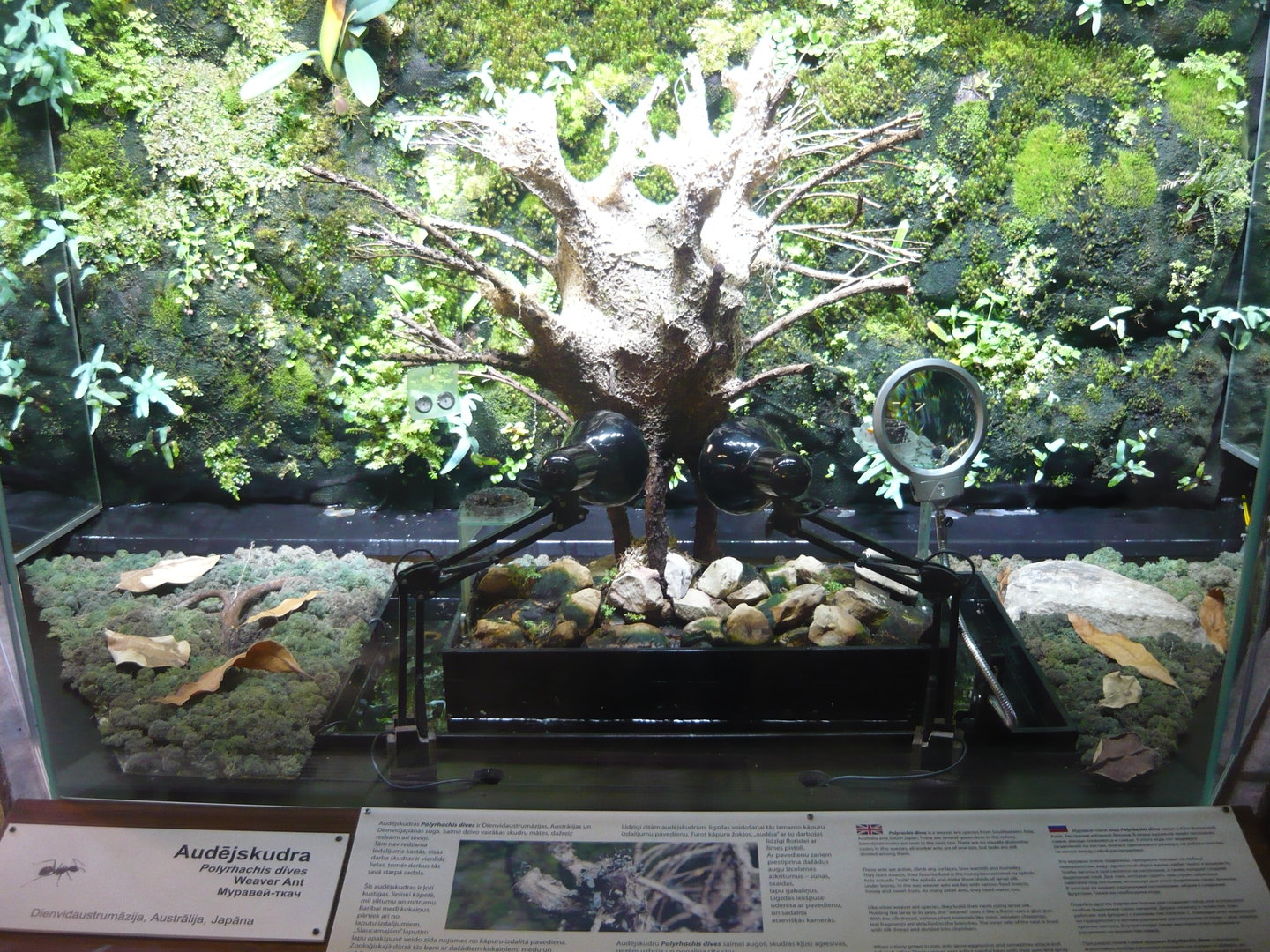 Weaver ants enclosure