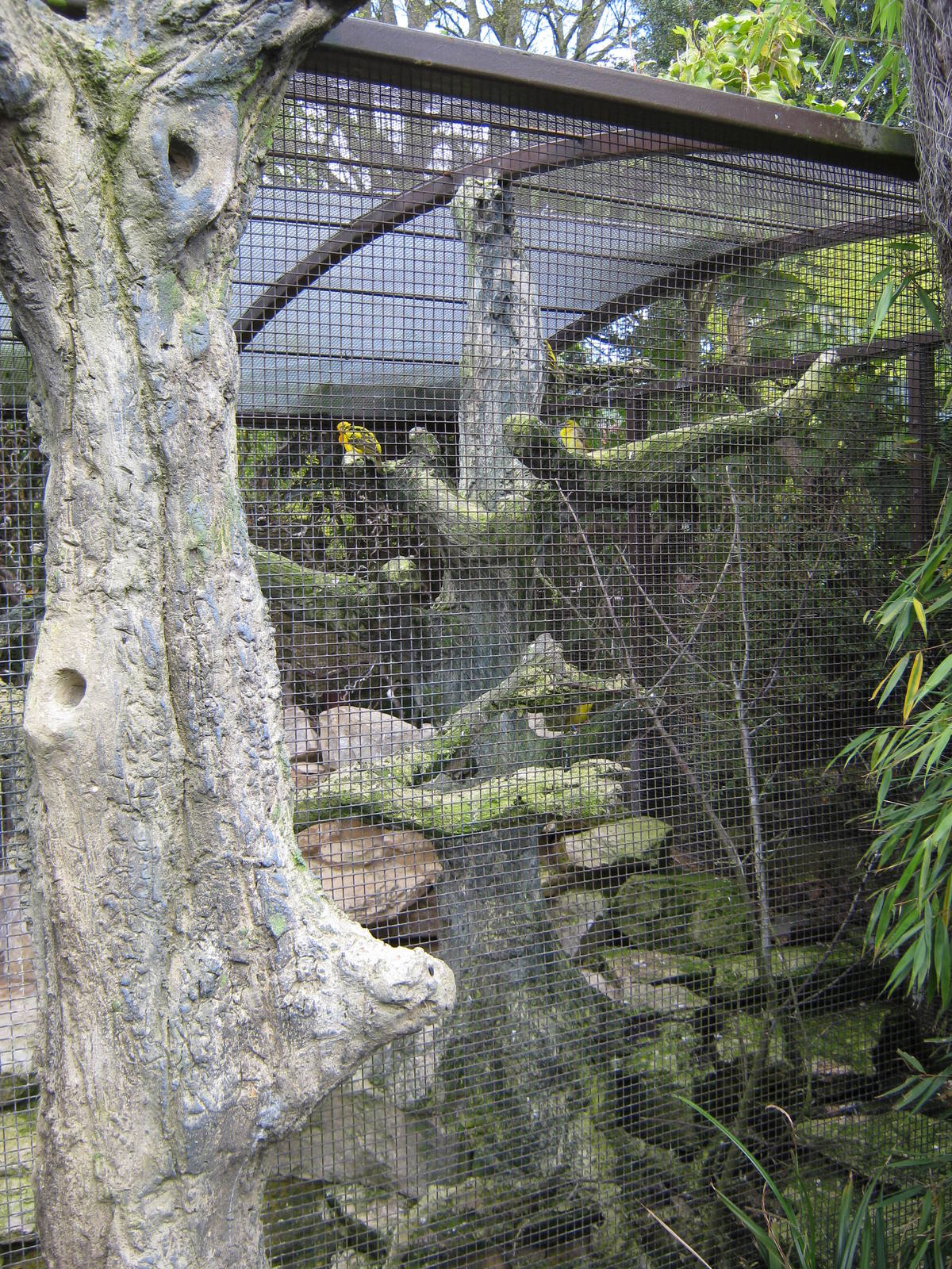 Weaver aviary - with concrete tree perching!