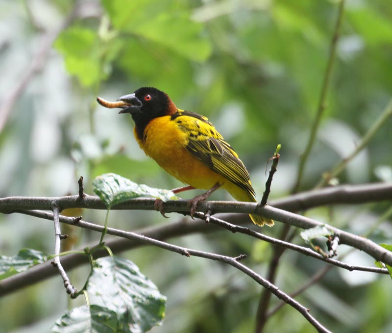 Weaver bird and worm