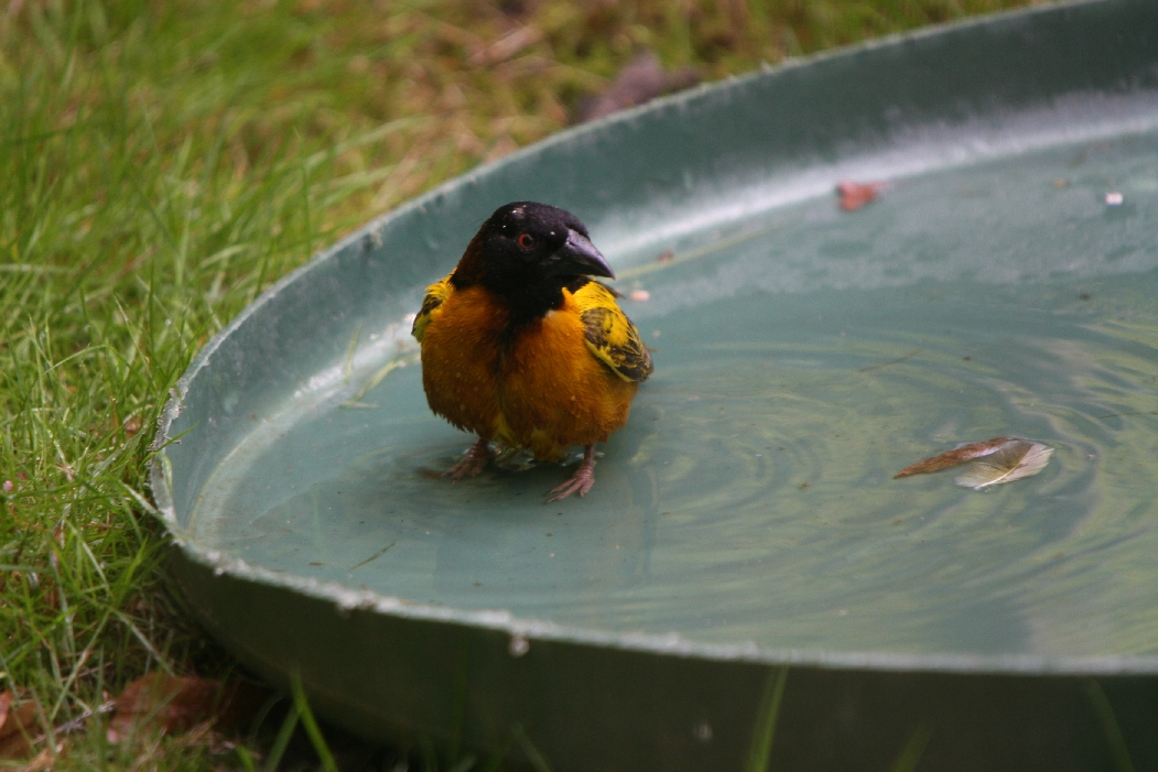Weaver Bird Bathing