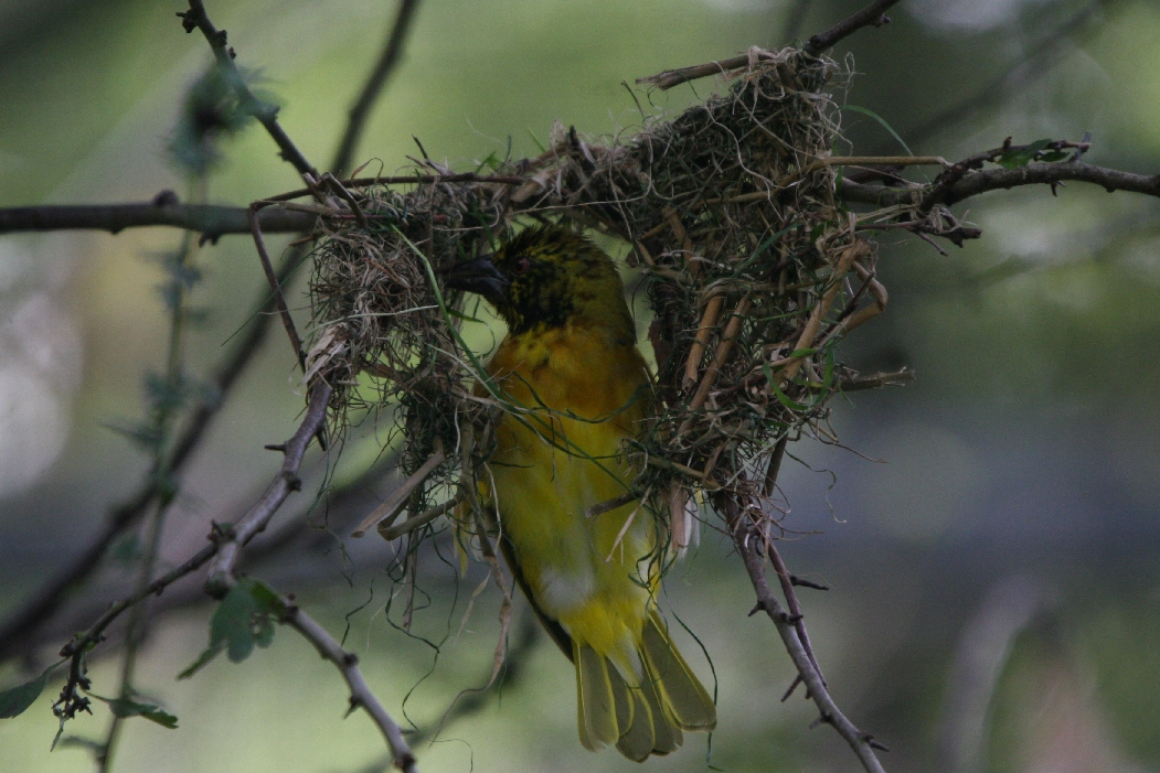 Weaver Bird Beginning Nest