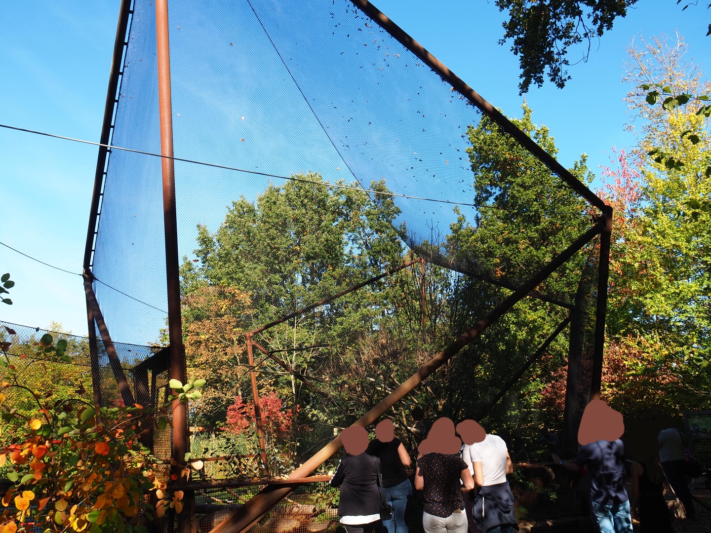 Weaver bird - Hoopoe - Knob-bille duck aviary (Oct 13th, 2018)