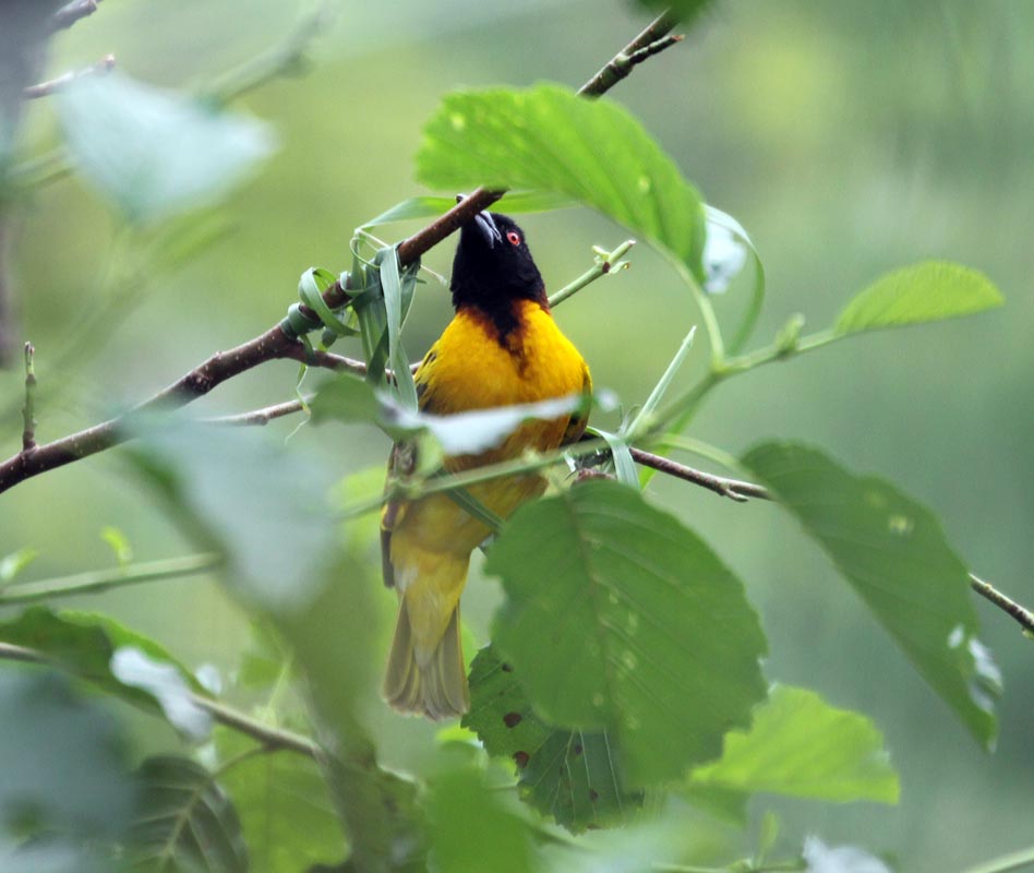 Weaver bird just starting a new project