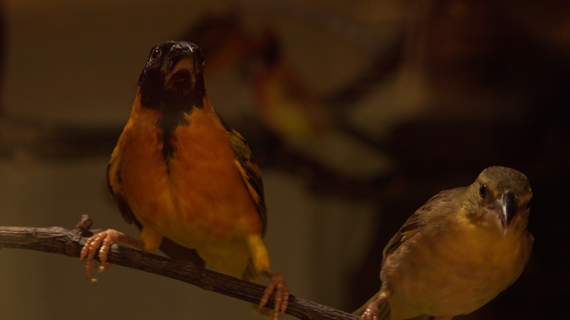 Weaver bird male & female
