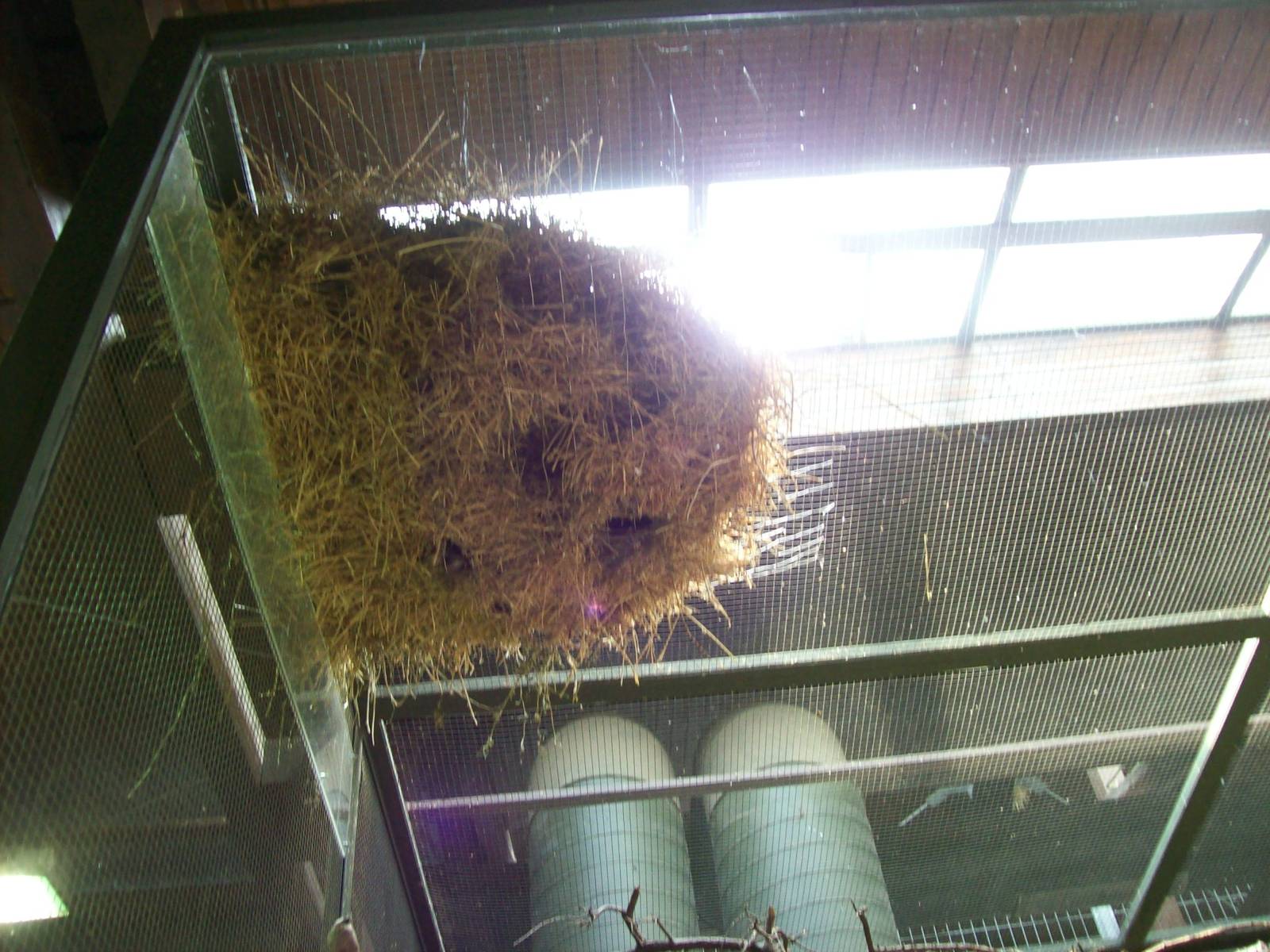 weaver bird nest
