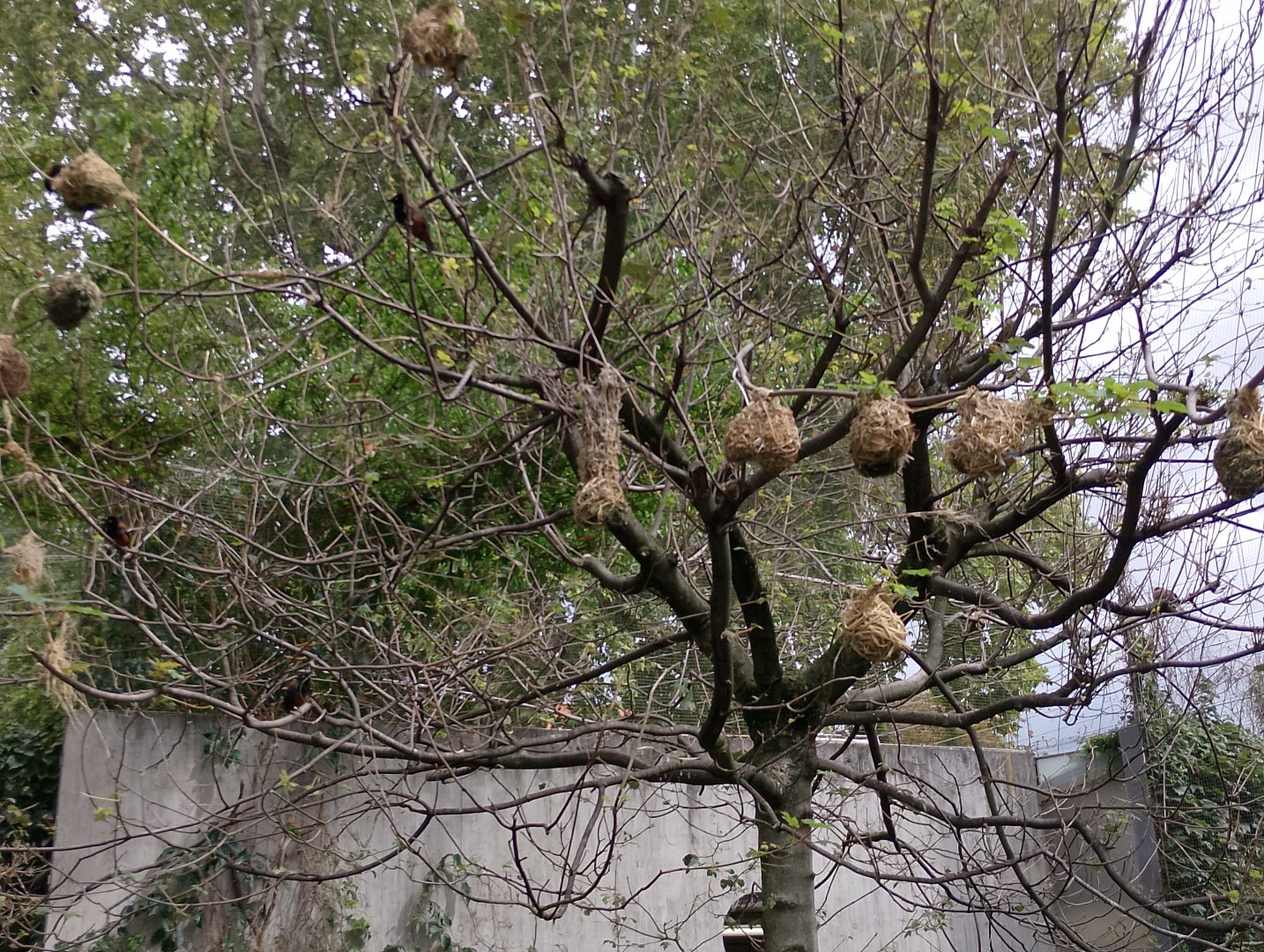 Weaver bird nests