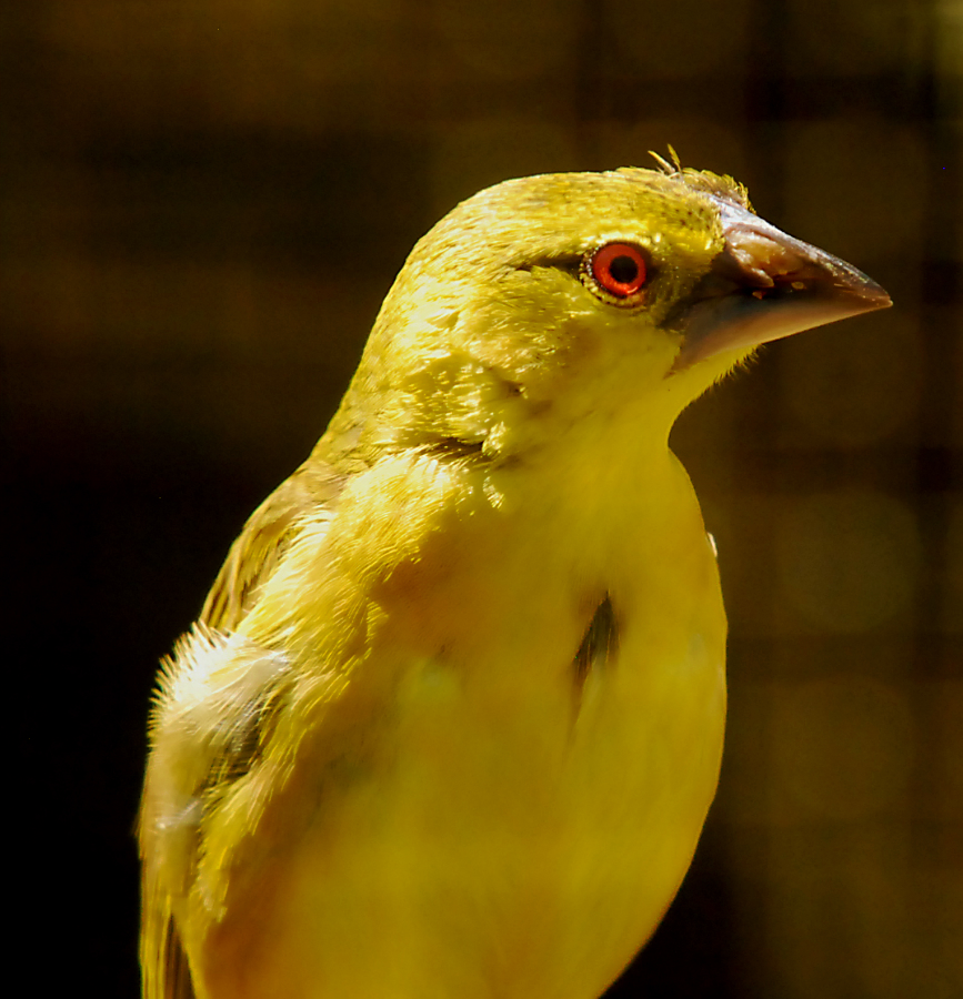 weaver bird spp?