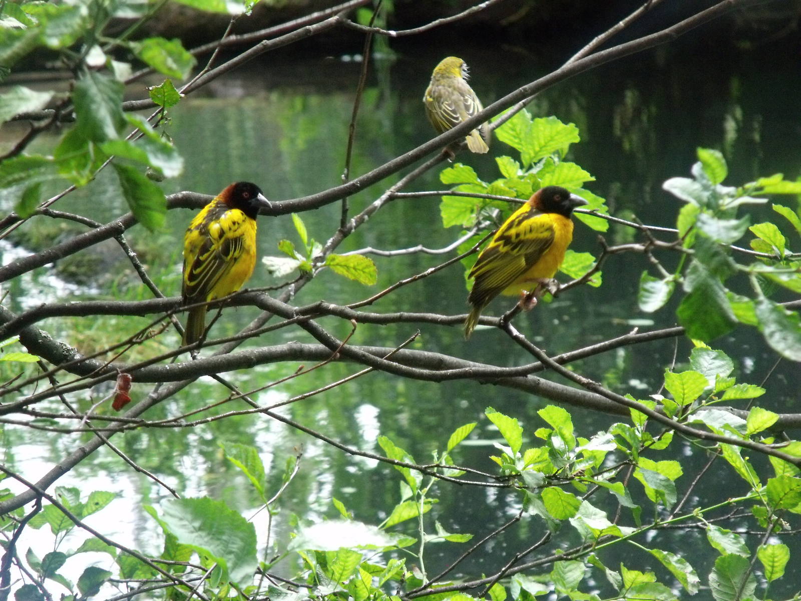 Weaver Birds