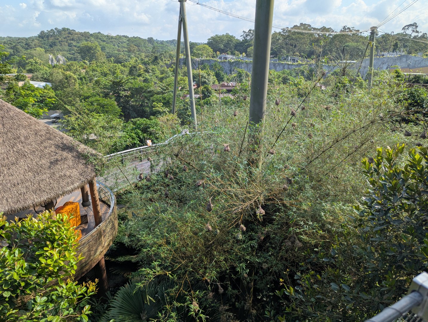 Weaver Colony in the Bamboo - Heart of Africa