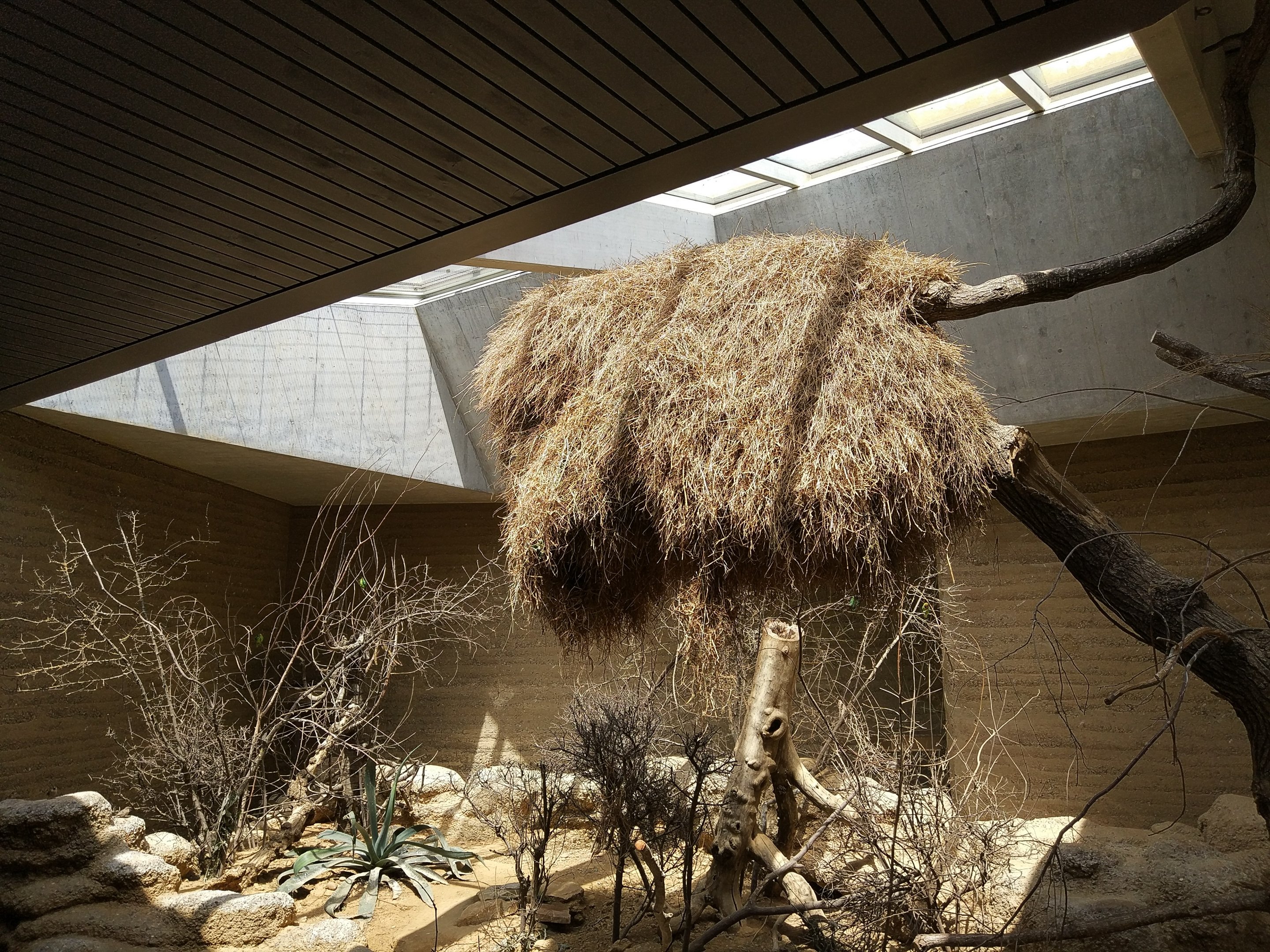Weaver nest, Etosha House
