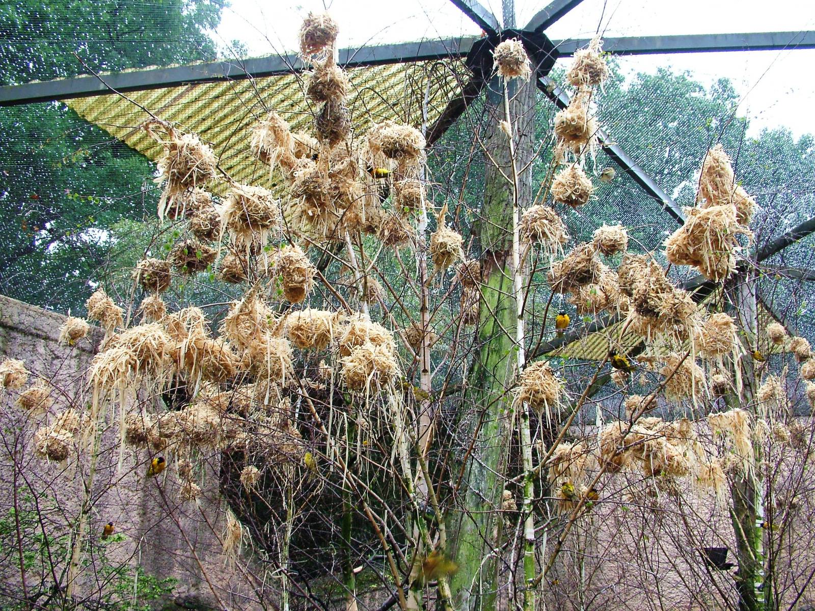 Weaver Nests at Rheine, 03/06/12