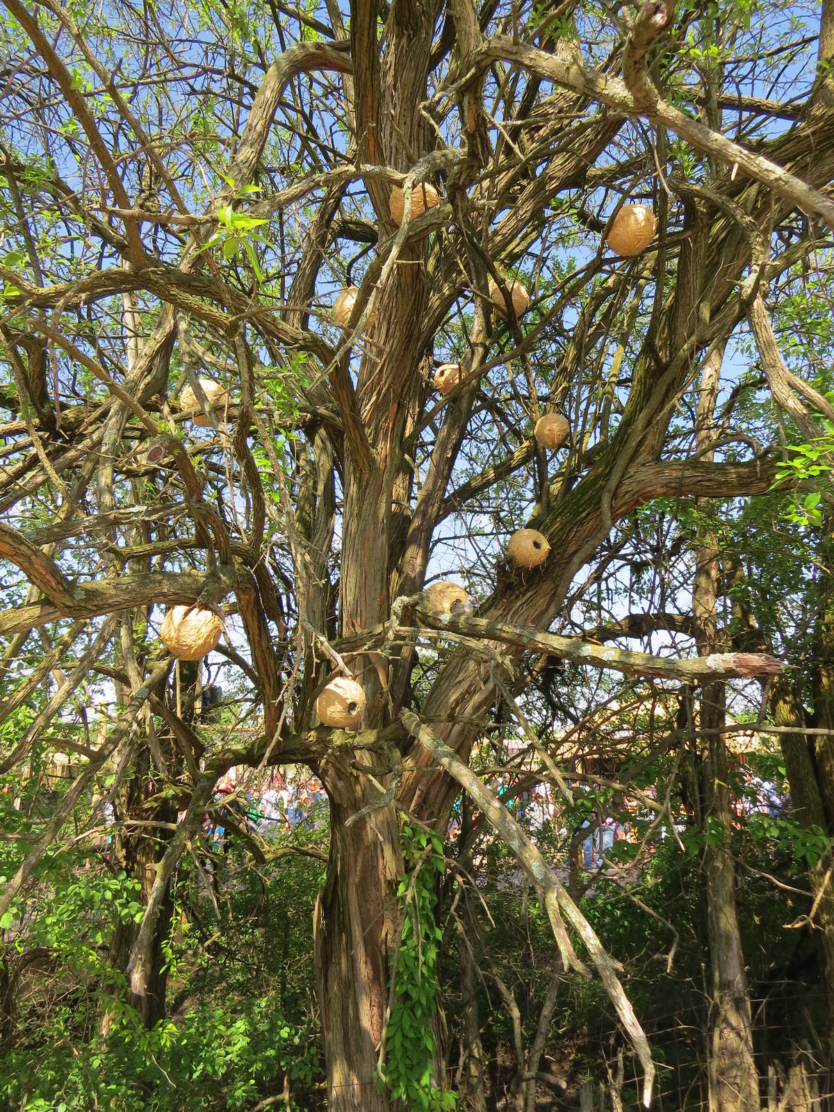 Weaver Nests