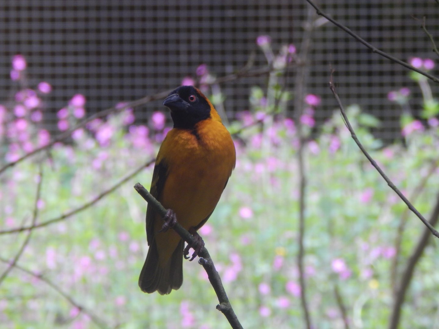 Weaver sp.- ID please? 150522