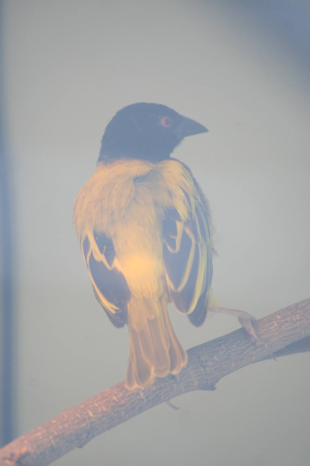 Weaver sp. ID Please?