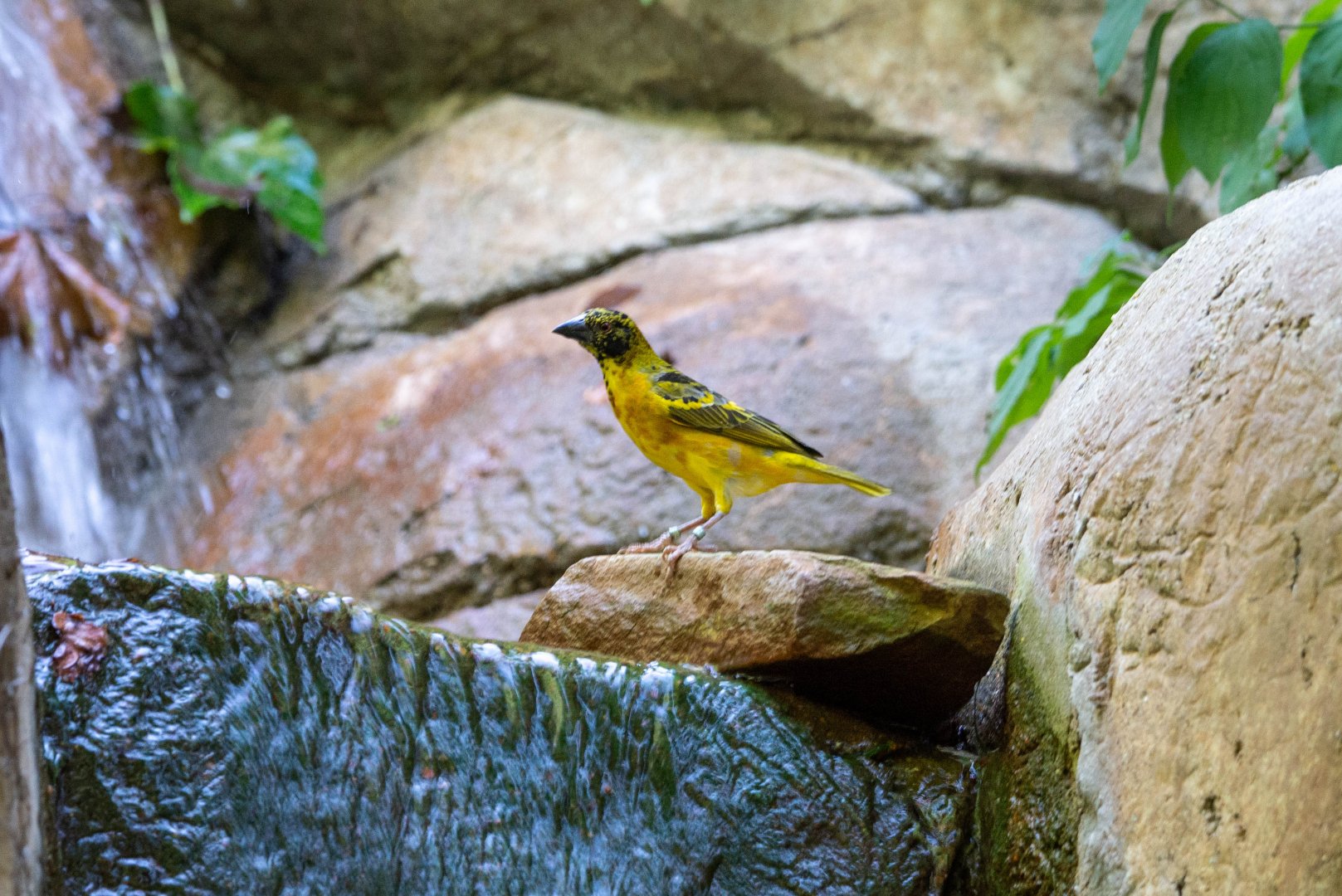 Weaver Species in need of ID. Perhaps Black-headed?
