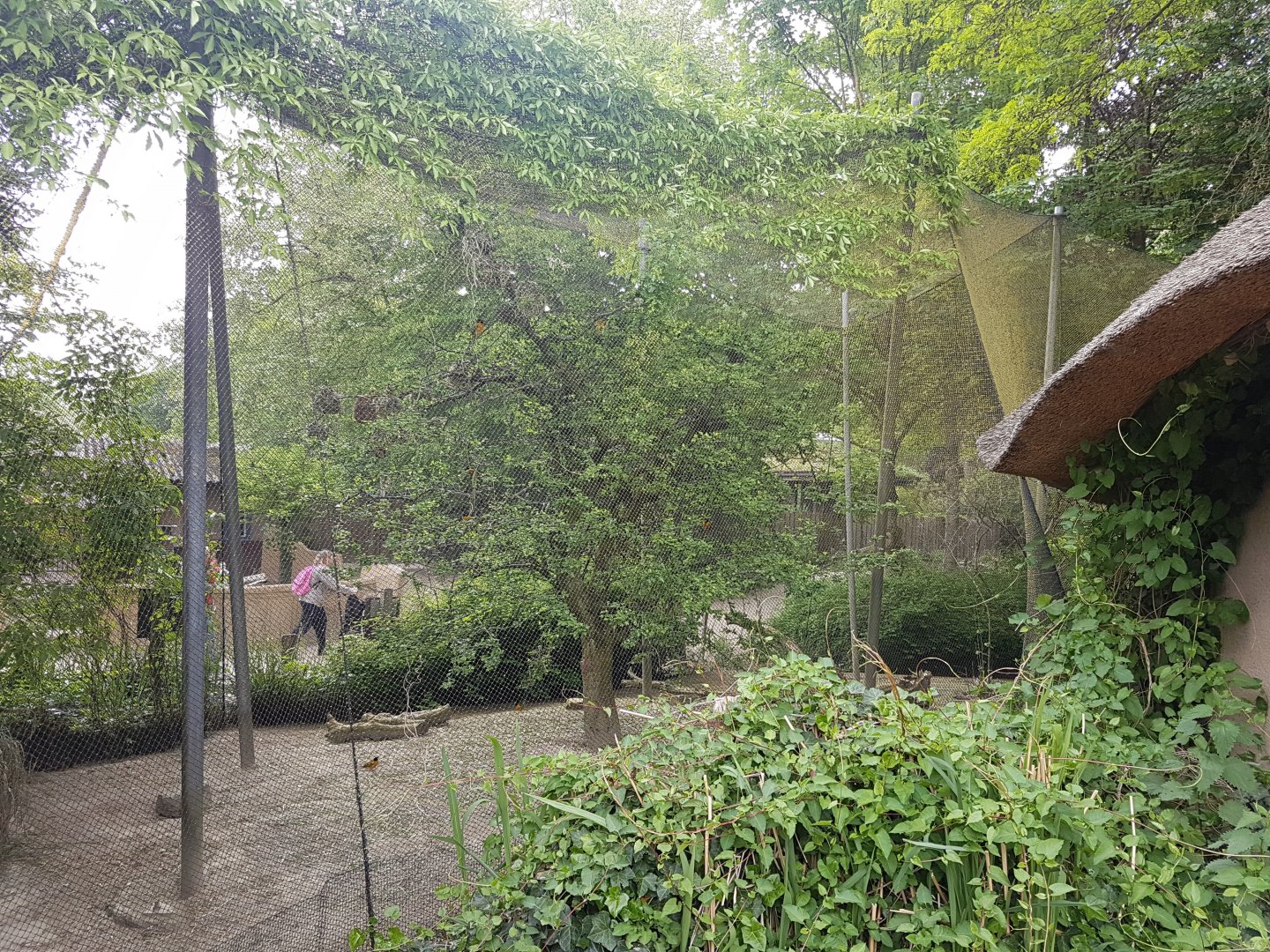 Weaver - Tauraco aviary