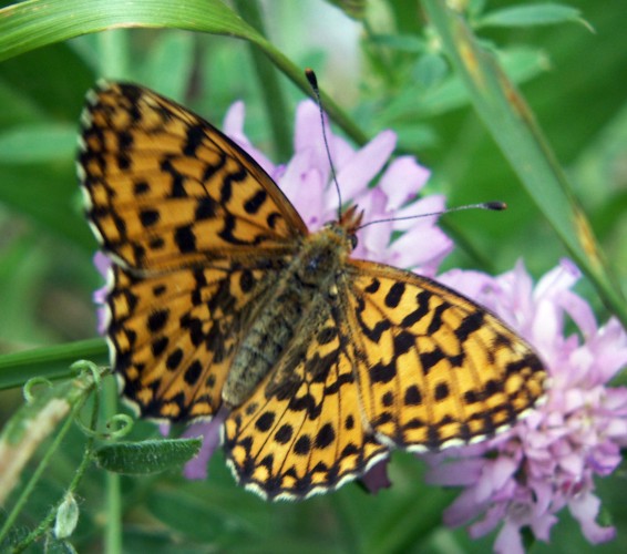 Weaver's Fritillary (Boloria dia)