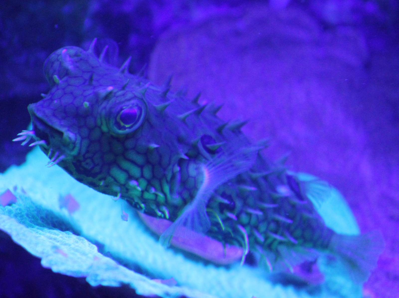 Webb Burrfish / Spiny Box puffer