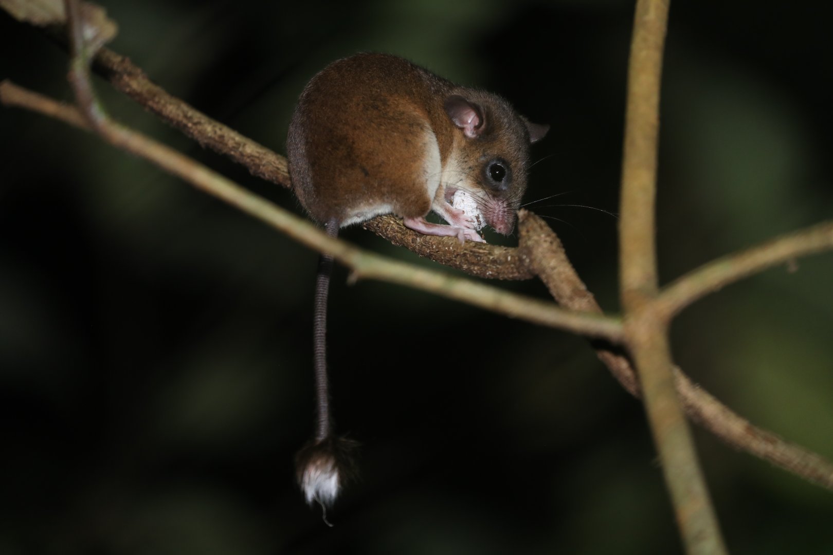 Webb's Tufted-tailed Rat (Eliurus webbi)