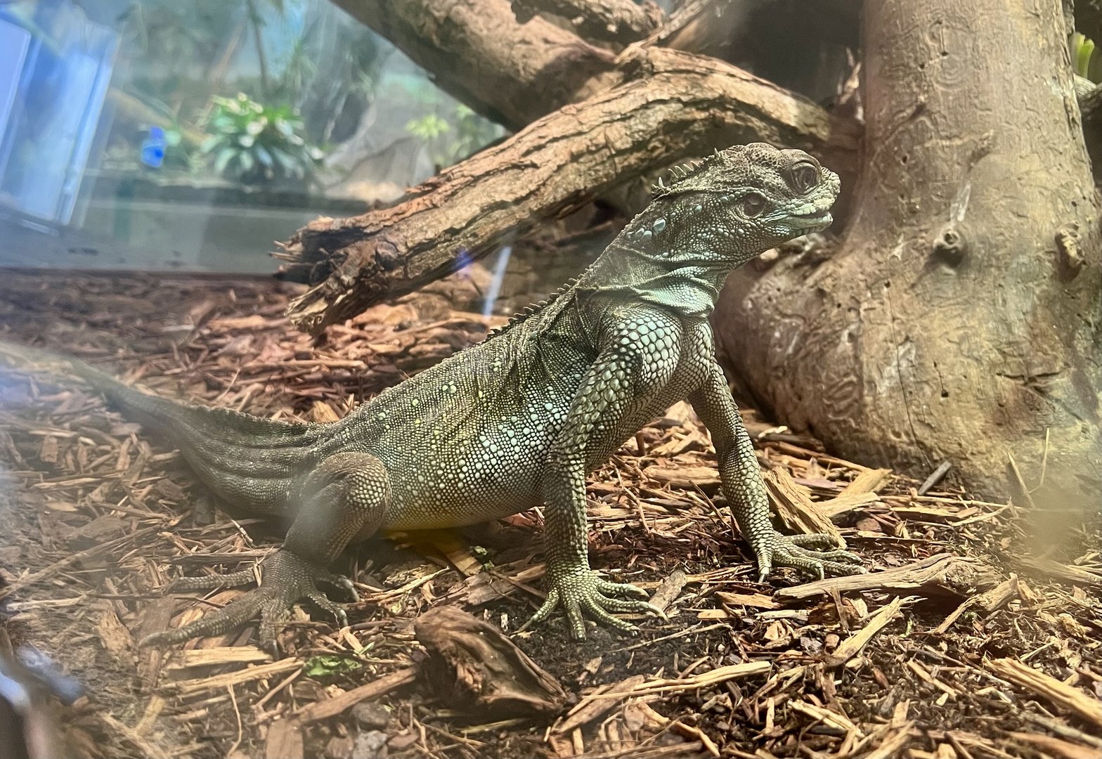 Weber’s Crested Lizard