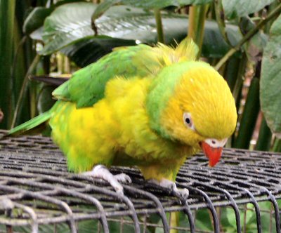 Weber's lorikeet at Tropical Butterfly House