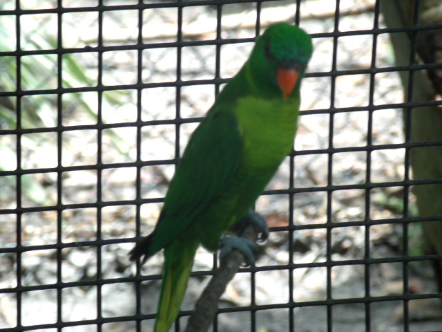 Weber's Lorikeet
