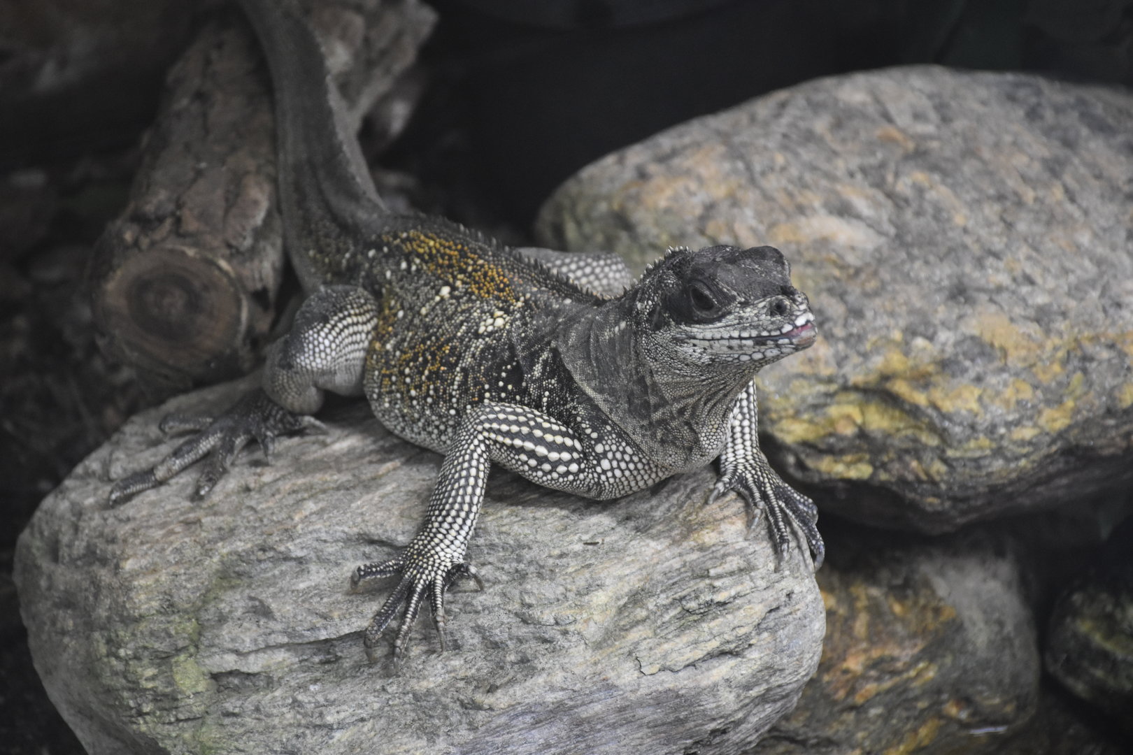 Weber's saiifin lizard